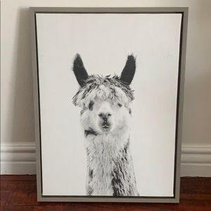 Lama picture